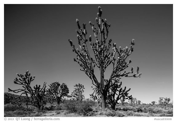 Tall, multi-branced Joshua trees in bloom. Mojave National Preserve, California, USA (black and white)