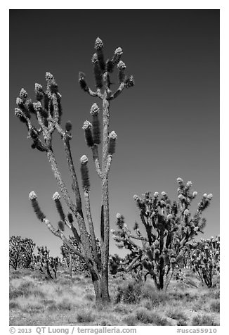 Joshua trees (Yucca brevifolia) with flowers. Mojave National Preserve, California, USA