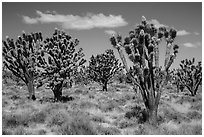 Dense forest of Joshua trees blooming. Mojave National Preserve, California, USA (black and white)