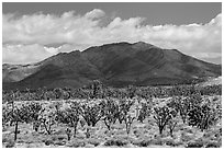 Joshua tree forest and Ivanpah Mountains. Mojave National Preserve, California, USA (black and white)