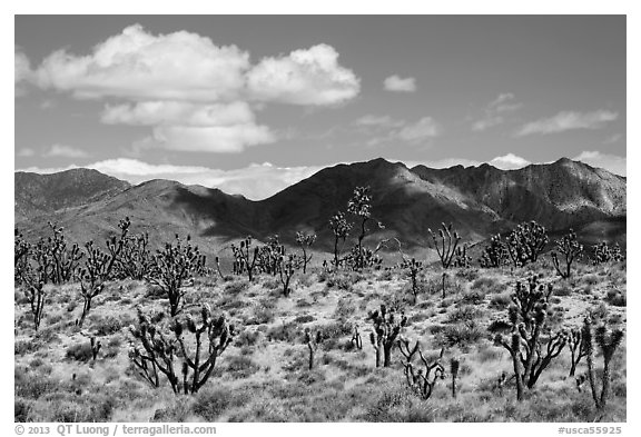 Joshua trees and Ivanpah Mountains. Mojave National Preserve, California, USA (black and white)