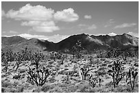 Joshua trees and Ivanpah Mountains. Mojave National Preserve, California, USA ( black and white)