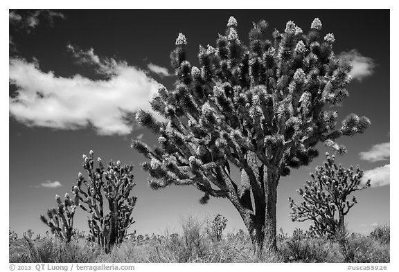 Joshua tree with many branches in bloom. Mojave National Preserve, California, USA (black and white)