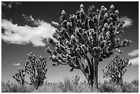 Joshua tree with many branches in bloom. Mojave National Preserve, California, USA (black and white)