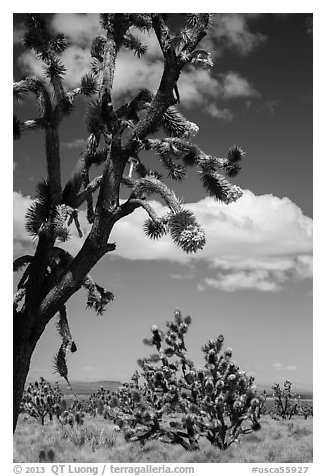 Joshua tree flowering. Mojave National Preserve, California, USA (black and white)