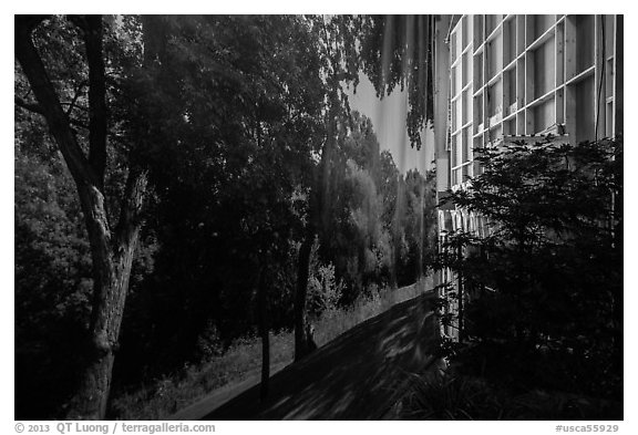 Forest decor and potted plant, Paramount Pictures Studios. Hollywood, Los Angeles, California, USA (black and white)