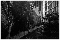 Forest decor and potted plant, Paramount Pictures Studios. Hollywood, Los Angeles, California, USA ( black and white)