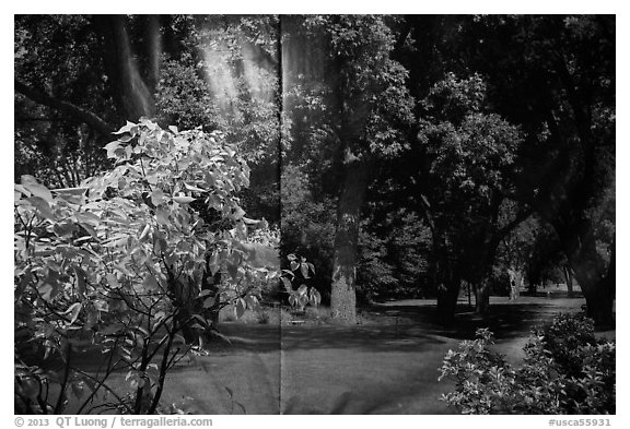 Plants and forest backdrop, Paramount lot. Hollywood, Los Angeles, California, USA (black and white)