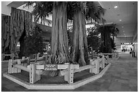 National park exhibit in concourse, Fresno Yosemite Airport. California, USA ( black and white)