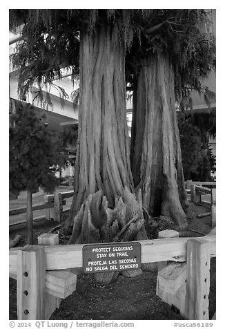 Sequoias, Fresno Yosemite Airport. California, USA (black and white)