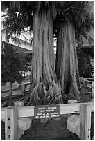 Sequoias, Fresno Yosemite Airport. California, USA ( black and white)