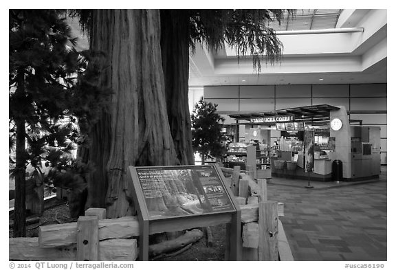 Interpretive sign, sequoias, and cafe, Fresno Yosemite Airport. California, USA (black and white)