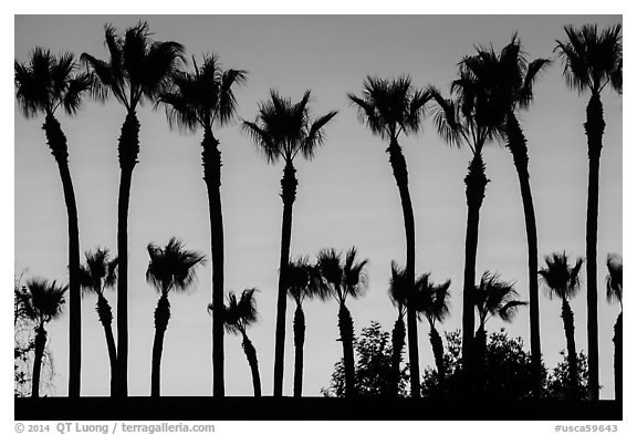 Palm trees at sunset. Los Angeles, California, USA (black and white)