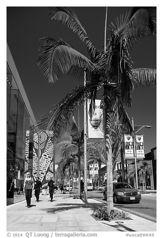 Rodeo Drive. Beverly Hills, Los Angeles, California, USA (black and white)