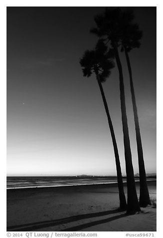 Palm trees and empty beach at sunset. Newport Beach, Orange County, California, USA (black and white)