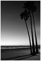 Palm trees and empty beach at sunset. Newport Beach, Orange County, California, USA ( black and white)