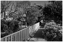 Pedestrial residential alley in springtime. Venice, Los Angeles, California, USA ( black and white)