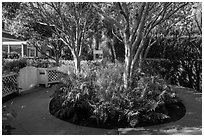 Trees in the center of pedestrian roundabout. Venice, Los Angeles, California, USA ( black and white)