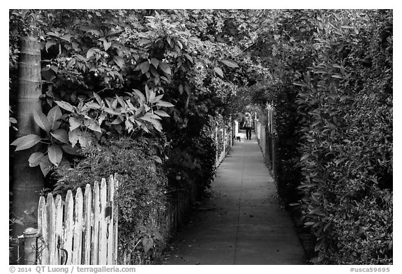 Lush pedestrian alley, with man walking dog in distance. Venice, Los Angeles, California, USA (black and white)