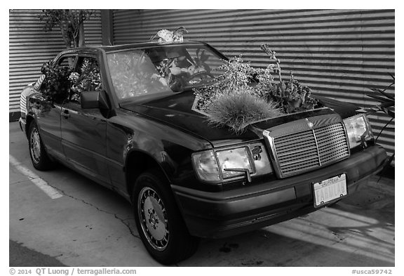 Plants growing out of Mercedes car, Bergamot Station. Santa Monica, Los Angeles, California, USA (black and white)