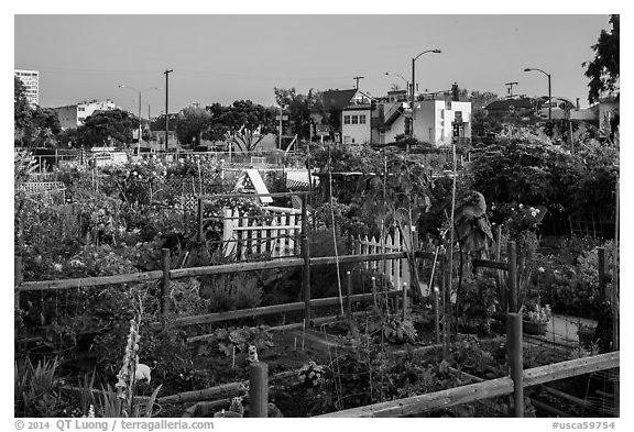 Community gardens. Santa Monica, Los Angeles, California, USA (black and white)