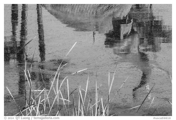 Reflections of Mastodon in tar pit, La Brea. Los Angeles, California, USA (black and white)