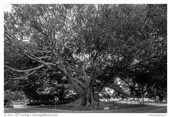 Giant Moreton Bay Fig Tree. Santa Barbara, California, USA (black and white)