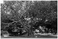 Giant Moreton Bay Fig Tree. Santa Barbara, California, USA ( black and white)