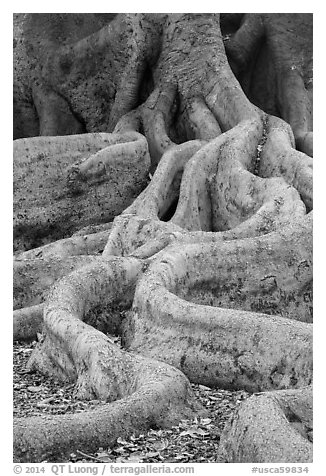 Roots of Moreton Bay Fig Tree. Santa Barbara, California, USA (black and white)