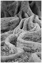 Roots of Moreton Bay Fig Tree. Santa Barbara, California, USA ( black and white)