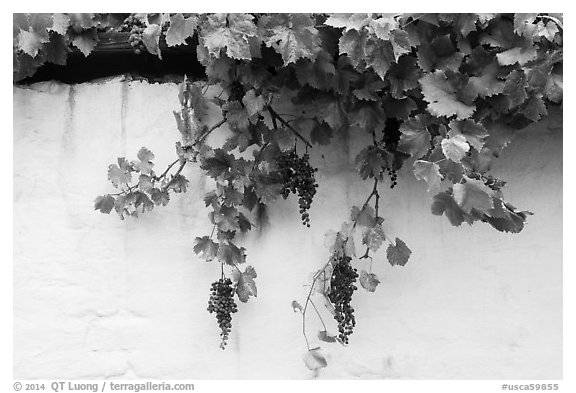 Grapes and whitewashed wall, El Presidio. Santa Barbara, California, USA (black and white)