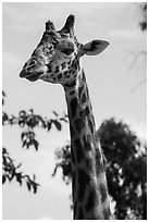 Giraffe, San Diego Zoo. San Diego, California, USA ( black and white)