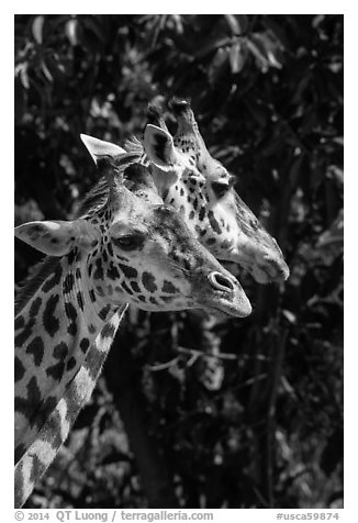 Giraffes, San Diego Zoo. San Diego, California, USA (black and white)