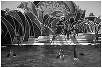 Cirque de la Mer show, Seaworld. SeaWorld San Diego, California, USA ( black and white)