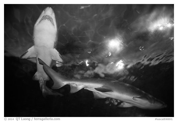 Shark tunnel, Seaworld. SeaWorld San Diego, California, USA (black and white)