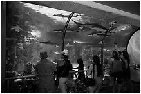 Visitors looking through shark tunnel, Seaworld. SeaWorld San Diego, California, USA ( black and white)