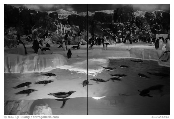 Penguin exhibit, Seaworld. SeaWorld San Diego, California, USA (black and white)