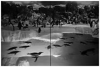 Penguin exhibit, Seaworld. SeaWorld San Diego, California, USA ( black and white)