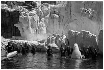 Visitors interact with beluga whales. SeaWorld San Diego, California, USA ( black and white)