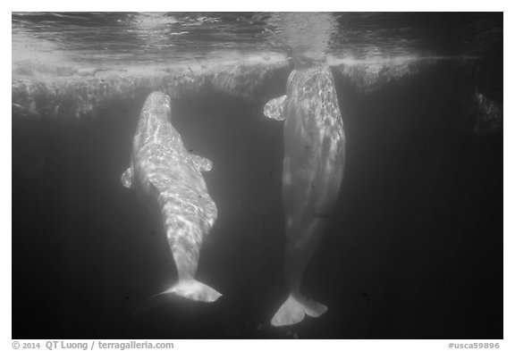 Pair of beluga whales underwater. SeaWorld San Diego, California, USA (black and white)