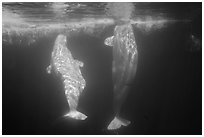 Pair of beluga whales underwater. SeaWorld San Diego, California, USA ( black and white)