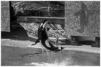 Killer Whale jumping. SeaWorld San Diego, California, USA ( black and white)