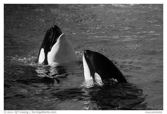 Killer Whale. SeaWorld San Diego, California, USA (black and white)