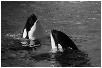 Killer Whale. SeaWorld San Diego, California, USA ( black and white)