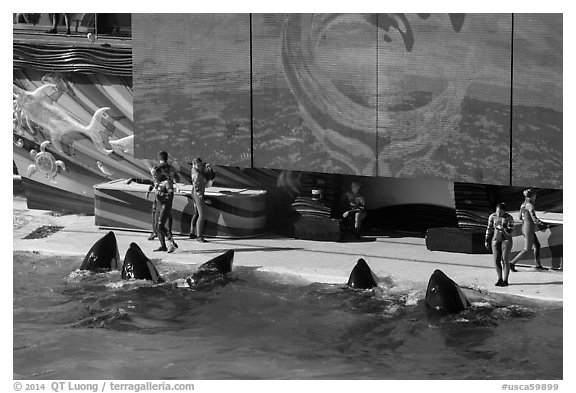 One Ocean show in Shamu Stadium. SeaWorld San Diego, California, USA (black and white)