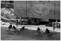 One Ocean show in Shamu Stadium. SeaWorld San Diego, California, USA ( black and white)