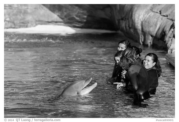 Guests interact with dolphin. SeaWorld San Diego, California, USA (black and white)