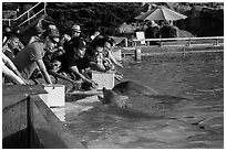 Guests petting dolphins. SeaWorld San Diego, California, USA ( black and white)