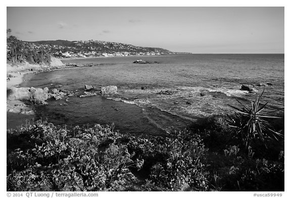 High bluff with flowers overlooking coastline in late afternoon. Laguna Beach, Orange County, California, USA (black and white)