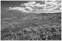 Carpet of California poppies and goldfieds. Antelope Valley, California, USA ( black and white)